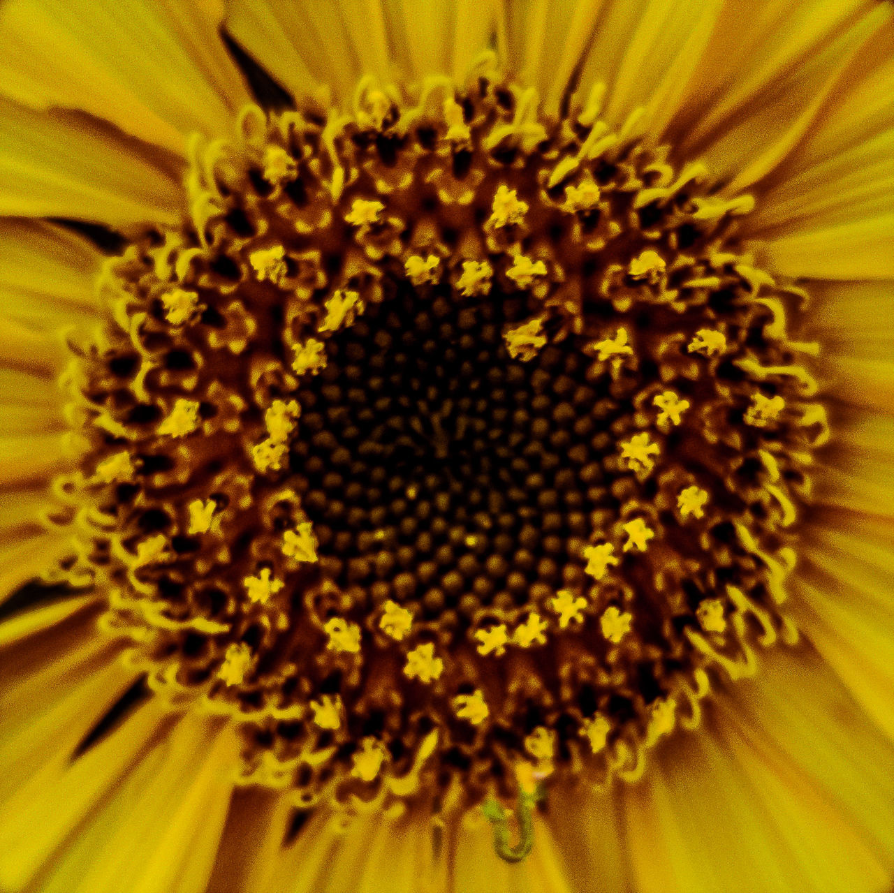 FULL FRAME SHOT OF YELLOW FLOWER ON PLANT