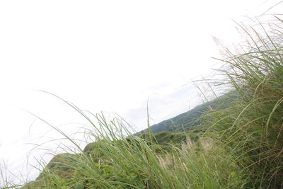 Grass and trees against sky