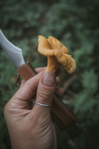 Hand holding knife and chanterelle mushroom