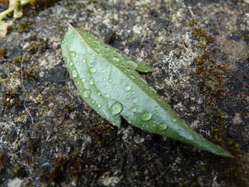Close-up of wet leaf on rock