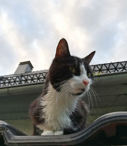 Close-up of a cat looking away against sky