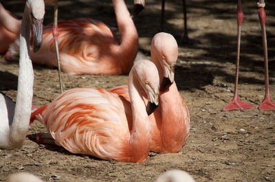 Close-up of young birds