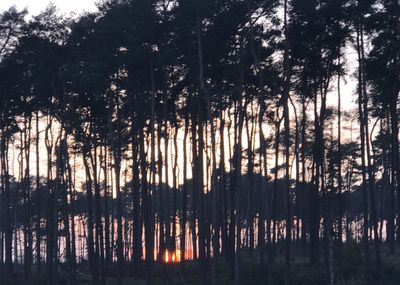 Silhouette of trees in forest