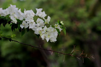 Close up view of blossoming tree