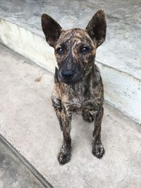 High angle portrait of dog sitting on footpath