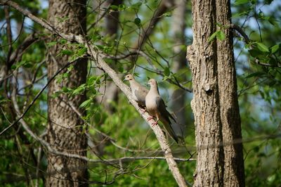 Mourning doves perching on tree