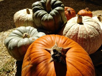 Close-up of pumpkins on field