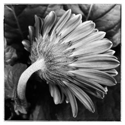 Close-up of flower against black background