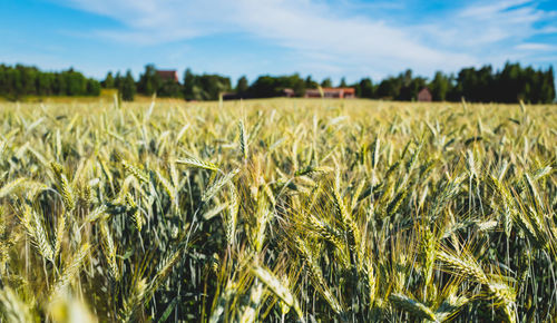 Close-up of barley field against  blue sky 