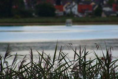 Close-up of grass growing on land