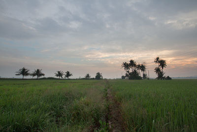 Scenic view of field against sky during sunset