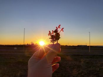 Close-up of hand holding plant against sky during sunset