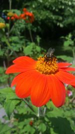 Close-up of honey bee on orange flower