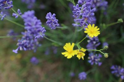 Close-up of purple flowers blooming outdoors