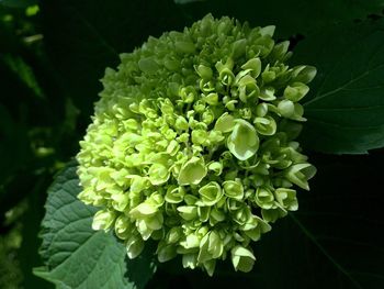 Close-up of flowers