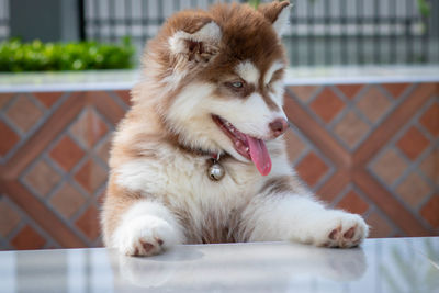 Close-up of a dog looking away