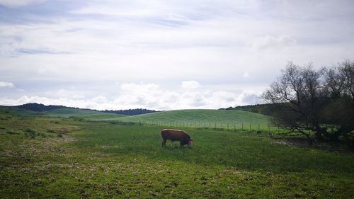 Horse grazing on field against sky