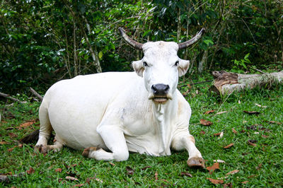 Animal grazing on grassy field