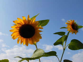 Low angle view of sunflower against sky