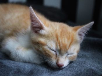 Close-up of cat sleeping