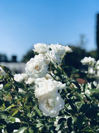 Close-up of white flowering plant against sky