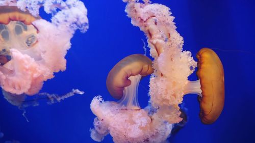 Close-up of jellyfish swimming