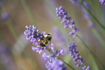Close-up of bee pollinating on lavender flower