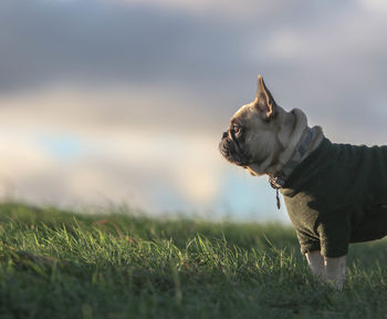 Dog standing on field against sky