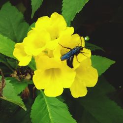 Close-up of bee pollinating on yellow flower