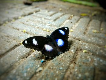 Close-up of butterfly on ground