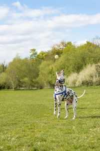 Dog playing with ball on grassy field against cloudy sky