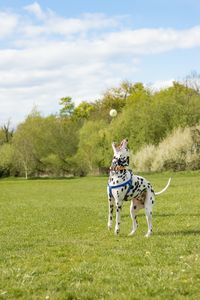 Dog with dogs on grass against sky