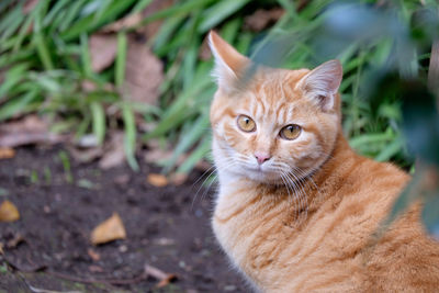 Close-up of portrait of cat