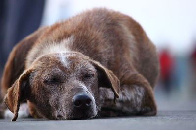 Close-up of dog sleeping