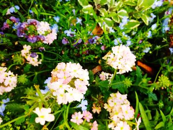 Close-up of white flowering plants