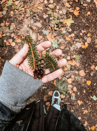 Low section of person holding leaves and pine cone while standing on land