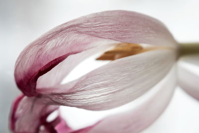 Close-up of pink flower over white background