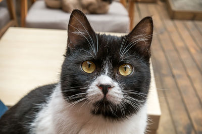 Sitting comfortably in a chair, staring at a cow and cat in front of him