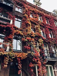 Low angle view of ivy on building