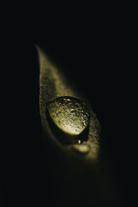 Water drop on the leaf black background 