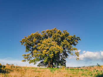 Tree on field against clear blue sky