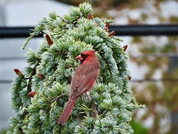 Closeup of a cardinal perched on a pine tree