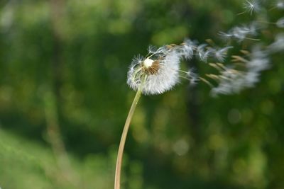 Close-up of dandelion flower