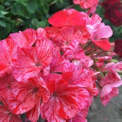 Close-up of red flowers