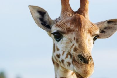 Close-up portrait of a giraffe against clear sky