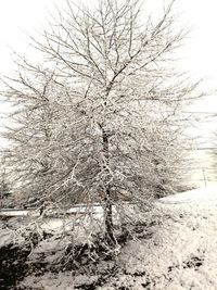 Bare tree on snow covered landscape