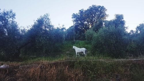 Horse standing in a field