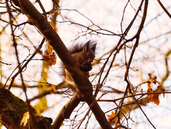 branch