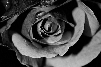 Close-up of rose against black background