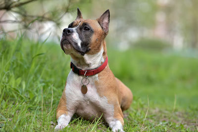 Dog looking away on field